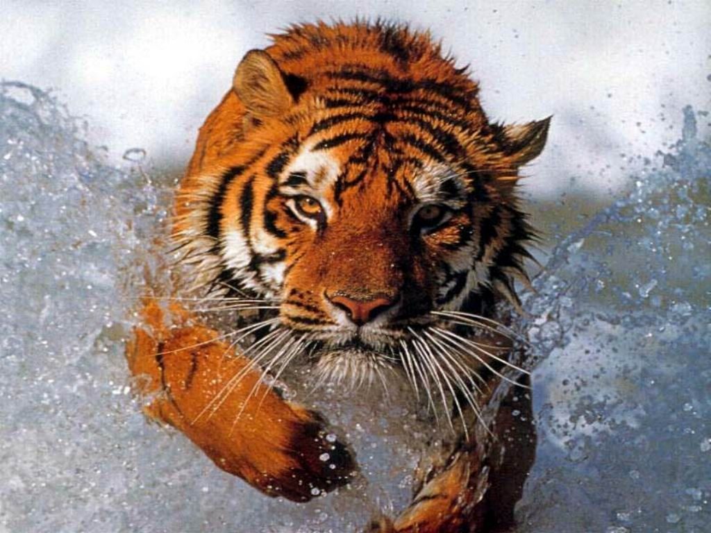 https://www.fondosanimales.com/imagenes-tigre-cazando-jpg